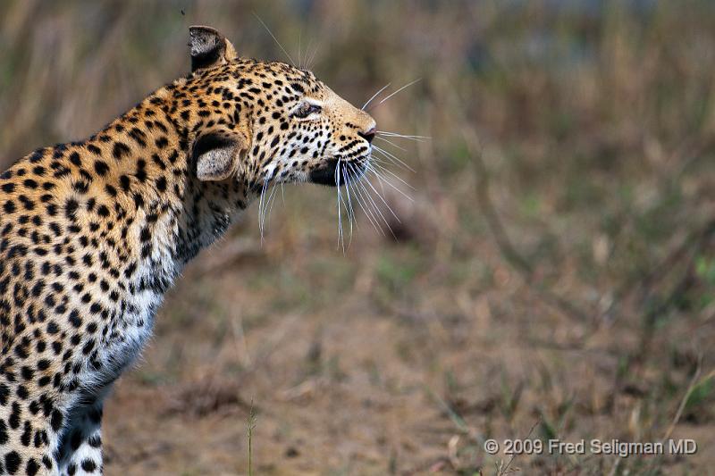 20090613_121340 D300 (3) X1.jpg - Leopard in Okavanga Delta, Botswana